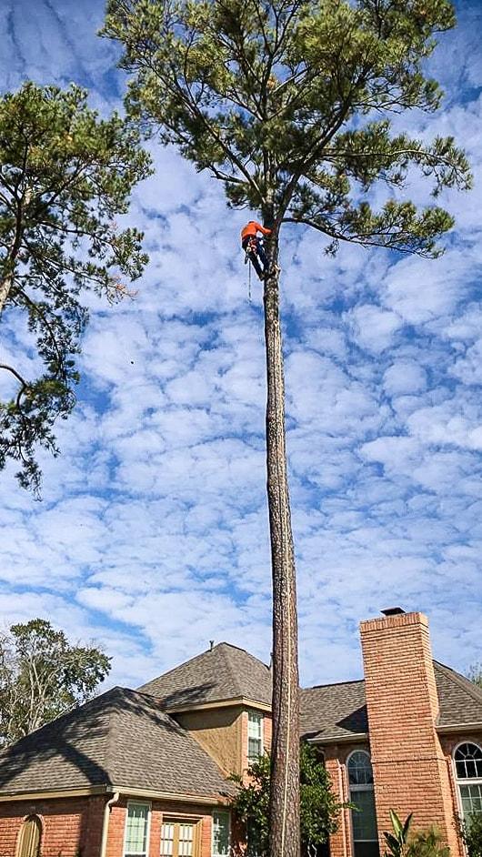 Valerios Tree Service and More